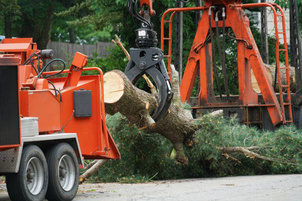 Trusted Long Grove, IL Tree Service Experts